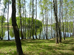 Birch grove near Vyahori, Roslavsky District