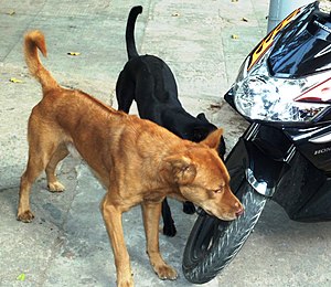 Phu Quoc Ridgeback