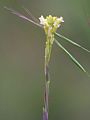 flowering together with Helictotrichon pratense, Photo by Kristian Peters