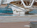 Kuhreiher Cattle Egret