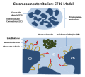 CT-IC Modell