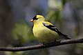 13. Aranycsíz (Carduelis tristis) a kanadai Cap Tourmente Nemzeti Parkban (Québec) (javítás)/(csere)