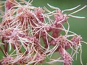 Close-up of the flowers