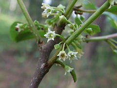 bloemen