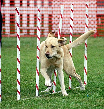 Labrador Retriever