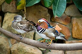 Male and female mandarin ducks on branch