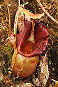 Nepenthes ovata; onderbeker