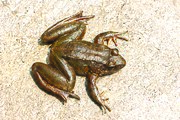 Image of Ombrana sikimensis