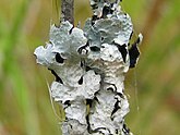 Pseudocyphellen (witte streepjes) op gewoon schildmos (Parmelia sulcata)