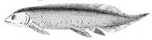 Line drawing of Phaneropleuron andersoni