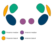 The eye arrangement of spiders in the genus Pholcus