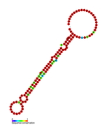 Listeria snRNA rli31: Predicted secondary structure taken from the Rfam database. Family RF01465.