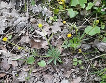 Ranunculus dirlovus (mikrogatunek z grupy R. argoviensis należącej do grupy zbiorowej R. auricomus)