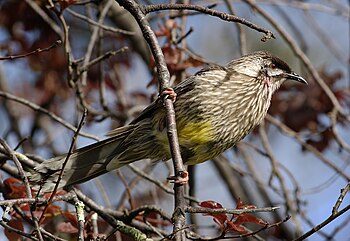 Red Wattlebird