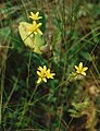 Moor-Steinbrech (Saxifraga hirculus)