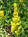 Solidago caesia