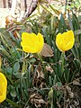 Sternbergia lutea