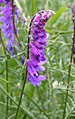 Tufted vetch