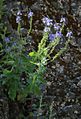 Großer Ehrenpreis (Veronica teucrium)