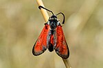 Zygaena punctum – Oberseite