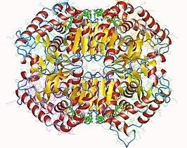 Lactaatdehydrogenase M-tetrameer (LDH5)