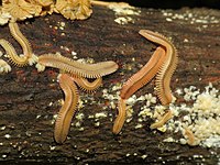 A colony, including adults with hatchlings