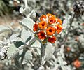 Buddleia marrubifolia