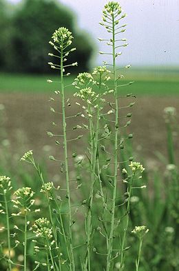 Camelina sativa