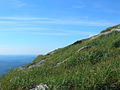 Alpine Tundra grasses atop Camel's Hump Mountain, Vermont: Jun 2008