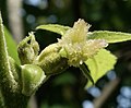 Female flower