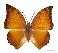 ♂ Dorsal side