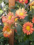 Chrysanthemum morifolium