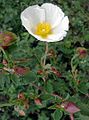 Cistus salviifolius (Cisto femmina)