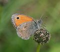 Kleines Wiesenvögelchen (Coenonympha pamphilus)