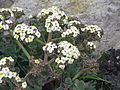 Crambe maritima