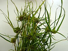 Cyperus pacificus