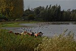 Paarden en vogels in de Groesplaat