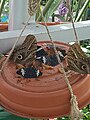 Hamdrays and Giant Owl butterflies at a feeder