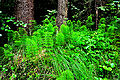 Wald-Schachtelhalm (Equisetum sylvaticum)