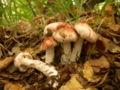 H. russula