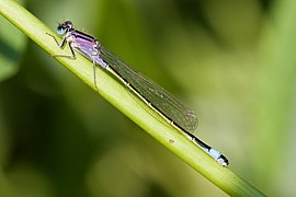 Ischnura elegans f. violacea