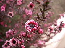 Leptospermum scoparium