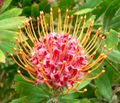 Leucospermum 'Scarlet Ribbon'