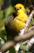 Yellowhead (Mohoua ochrocephala)