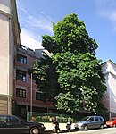 Roßkastanie (Aesculus hippocastanum)