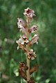 Nelken-Sommerwurz (Orobanche caryophyllacea)