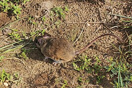 Peromyscus bullatus