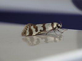 Philobota impletella