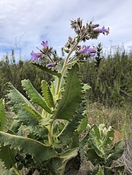 Detail of the leaves and inflorescence.