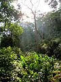 Forested area in Sierra de Perijá